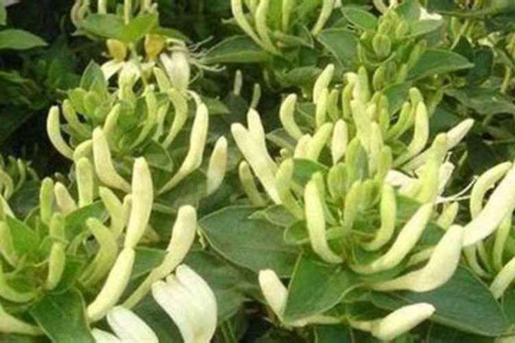 种植金银花需要下什么肥料