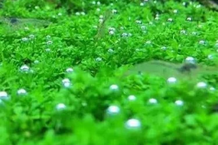 益多康速畅复合益生菌一盒有多少袋,能喝多久？