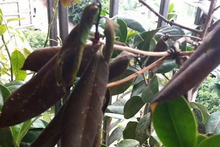 茶花施肥过多怎么办 有哪些影响