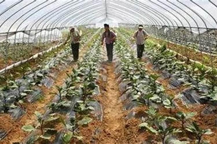 如何提高氮肥磷肥钾肥的利用率