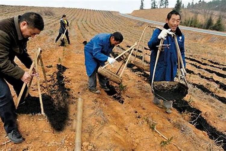 底肥用什么生物菌肥好？每亩多少合适？