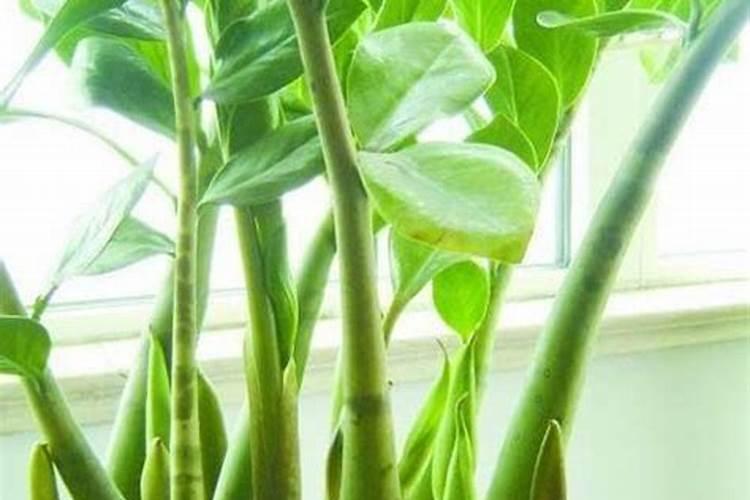 金钱树开花后怎么处理,摘掉残花后浇水施肥好好养护