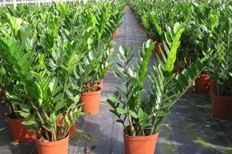 金钱树怎么浇水施肥