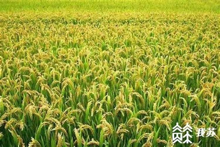 水稻用什么复合肥好