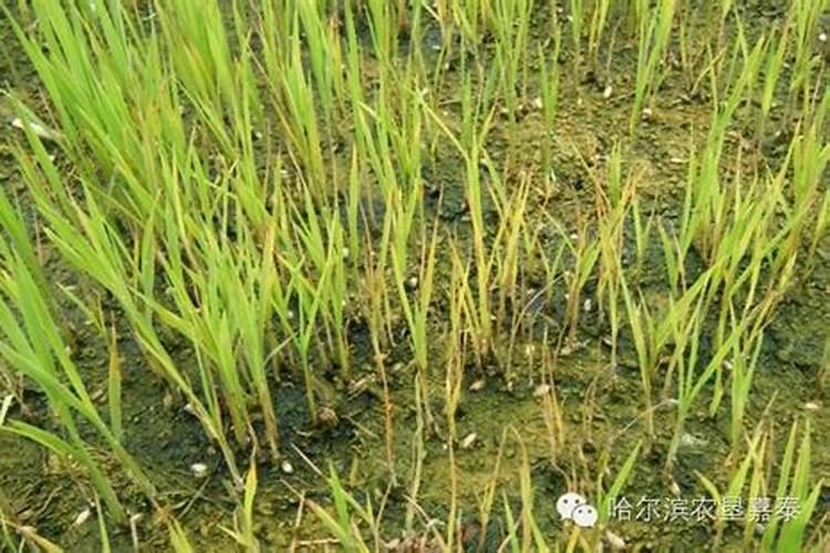 尿素撒地里多长时间失效