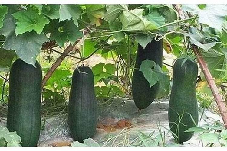 保护地栽培冬瓜怎样进行配方施肥？