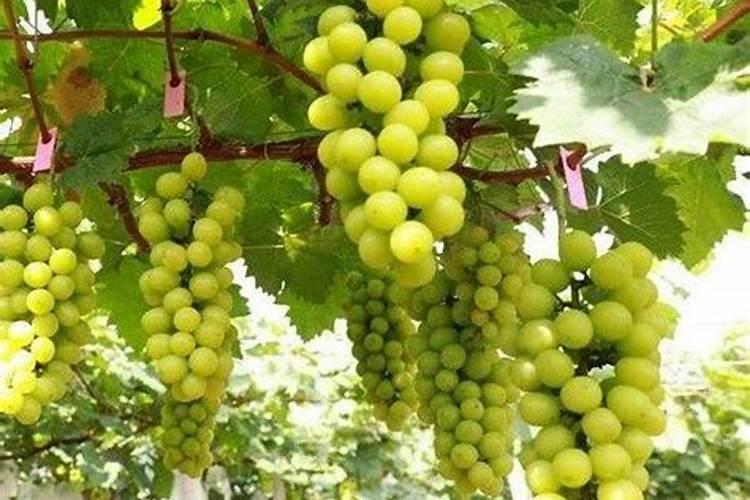 种大棚阳光玫瑰葡萄怎样施肥怎样使基础肥料？