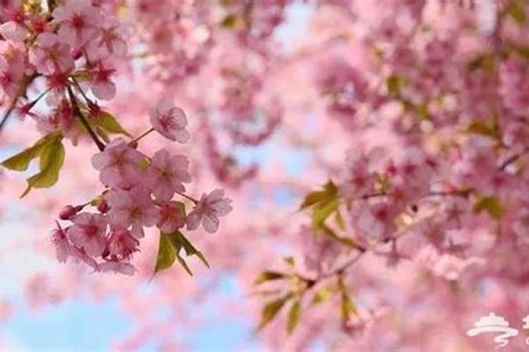 樱花怎么施肥