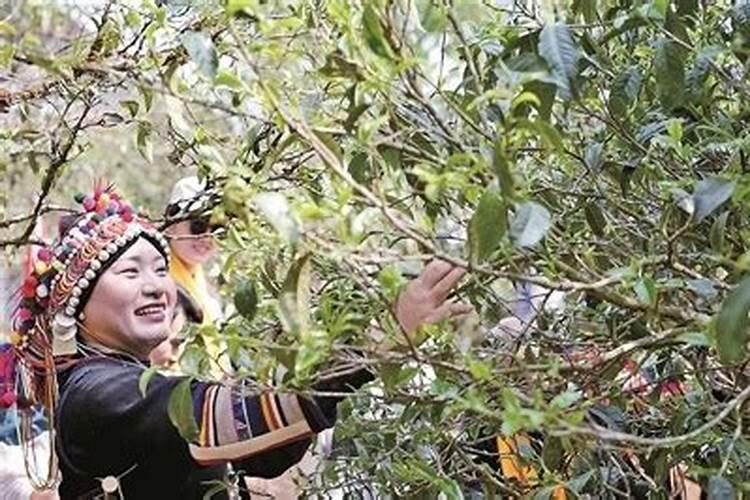 茶叶施磷肥选什么肥