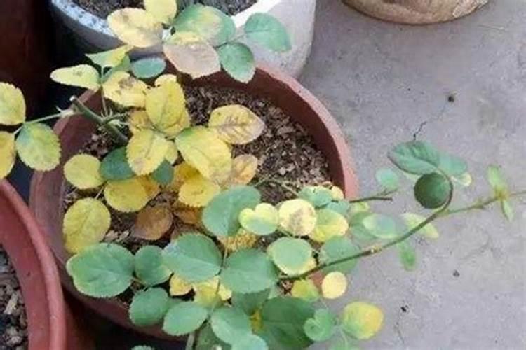 月季花如何追肥