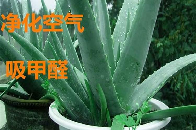 库拉索芦荟怎么养才能更旺盛