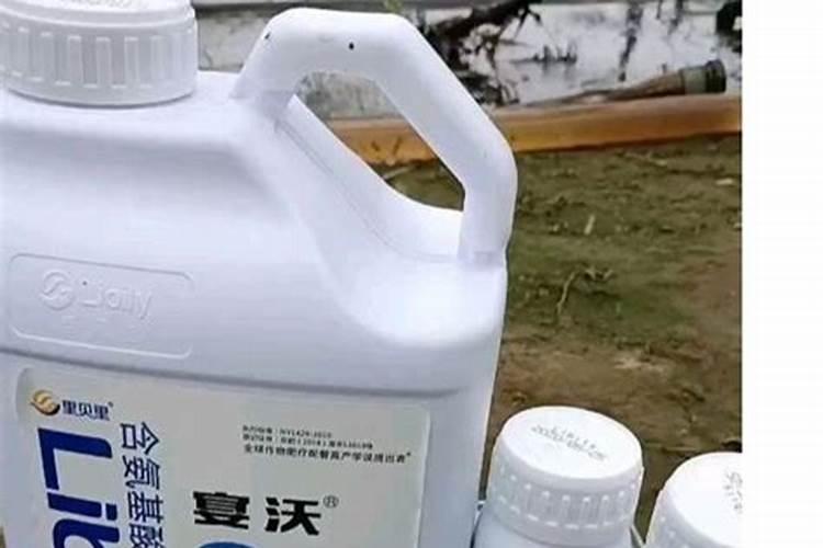 新买的树桩月季怎么养