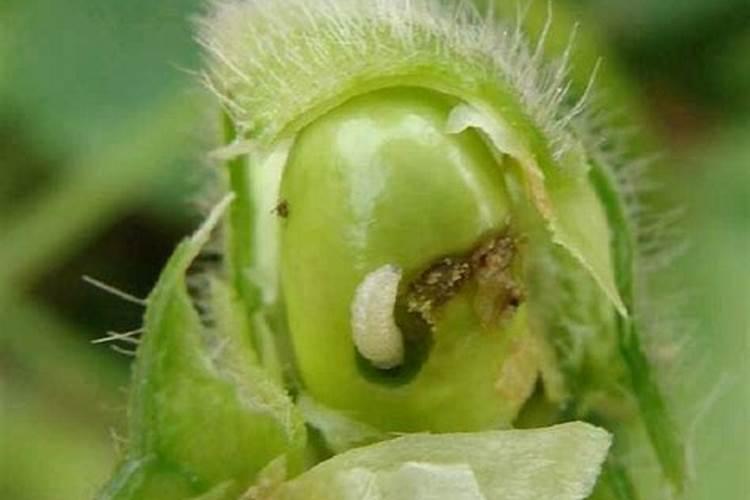 溴氰菊酯4毫升可以跟叶面肥一起用吗？