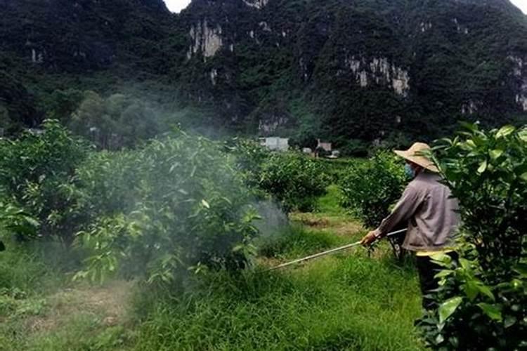 果树叶面喷肥注意事项