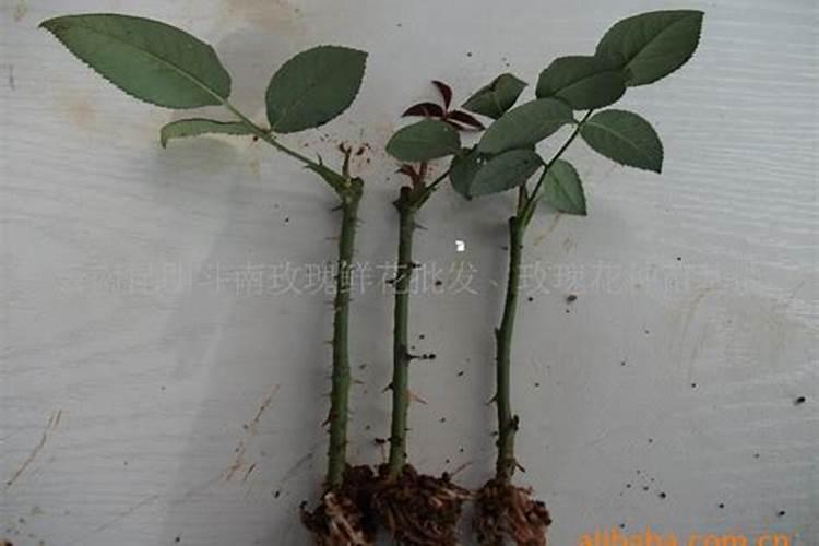 秸秆还田秸秆还田的作用