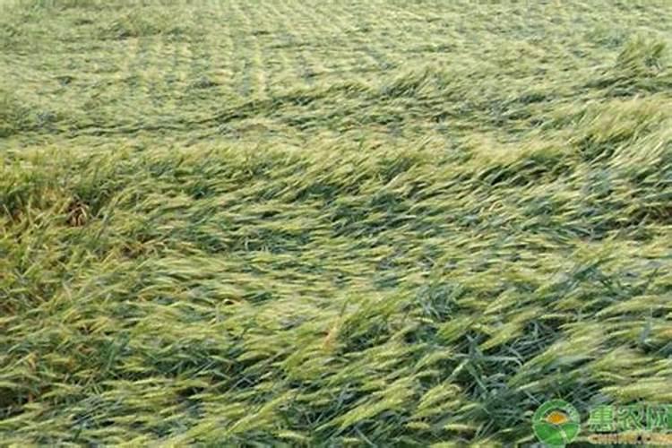 小麦出现倒伏用什么肥