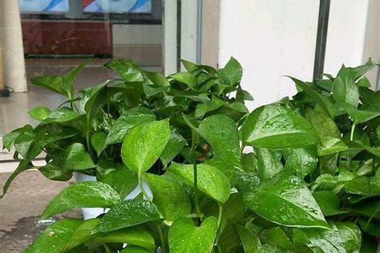 豆油可以浇花吗
