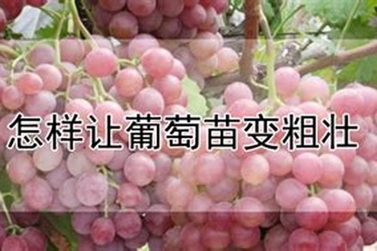 种玉米施肥用什么肥料好