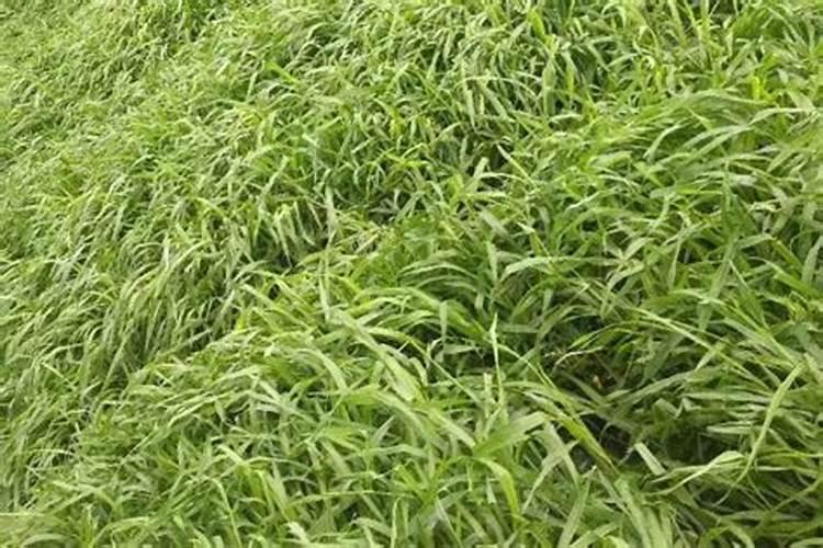 草籽用什么肥料