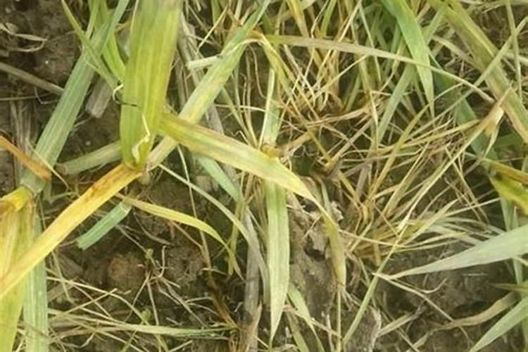 小麦发黄死苗如何防治,一亩小麦用多少芸苔素