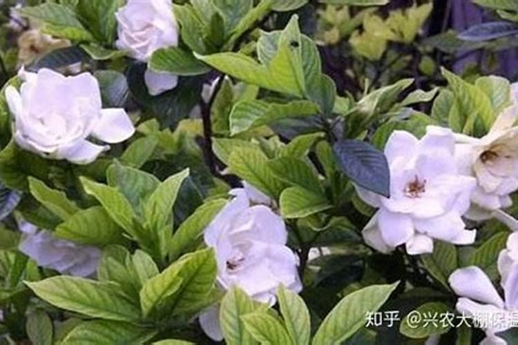 栀子花喜肥吗喜欢施什么肥料