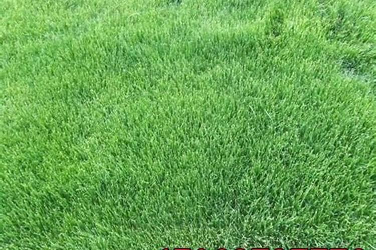 一年生草花要怎样施肥？