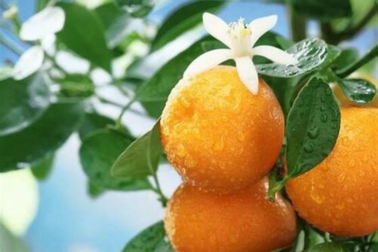 老师,请问一个施肥问题,橘子开花应该使用什么肥？谢谢