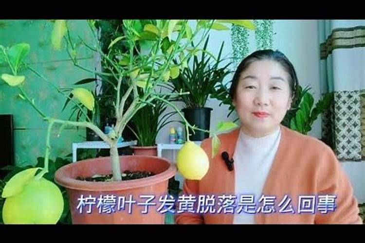 柠檬花怎么养殖方法