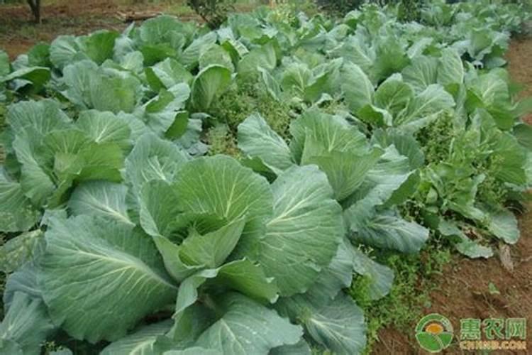 棉花施钾肥最佳时间 使用方法及注意事项