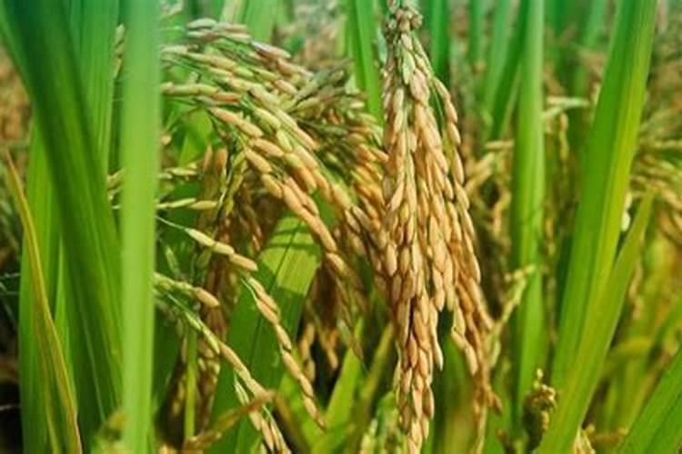 东北种植水稻什么钾更好