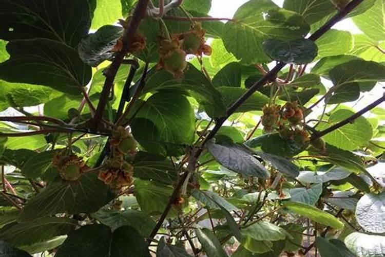 硅肥在果树上如何施用