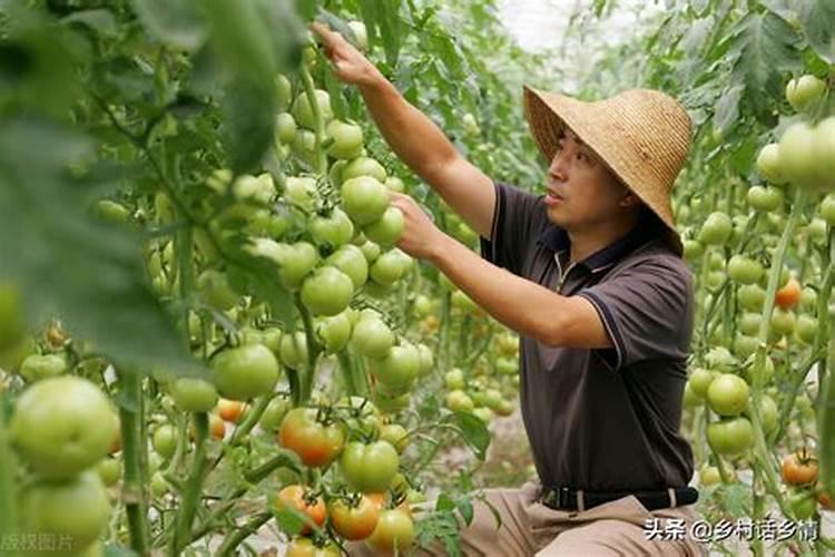 西红柿和黄瓜怎样追肥？选用什么叶面肥好？