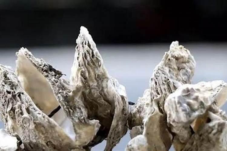 玛塔牡蛎钙高产我用牡蛎钙 ——寿光大棚回访记