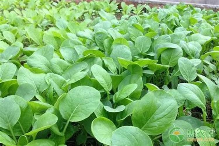 种植小白菜追肥的时候,用哪种肥料最好？