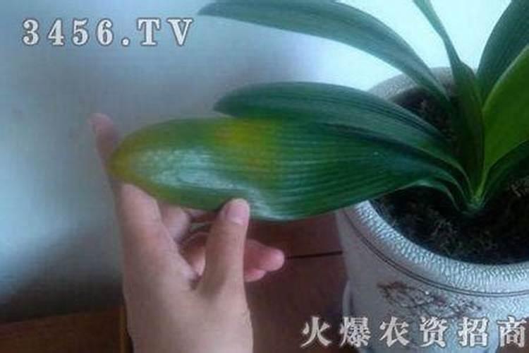 宝莲灯花的养殖方法和病虫害