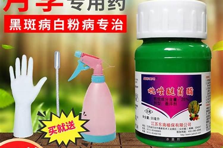 月季花白粉病用什么药
