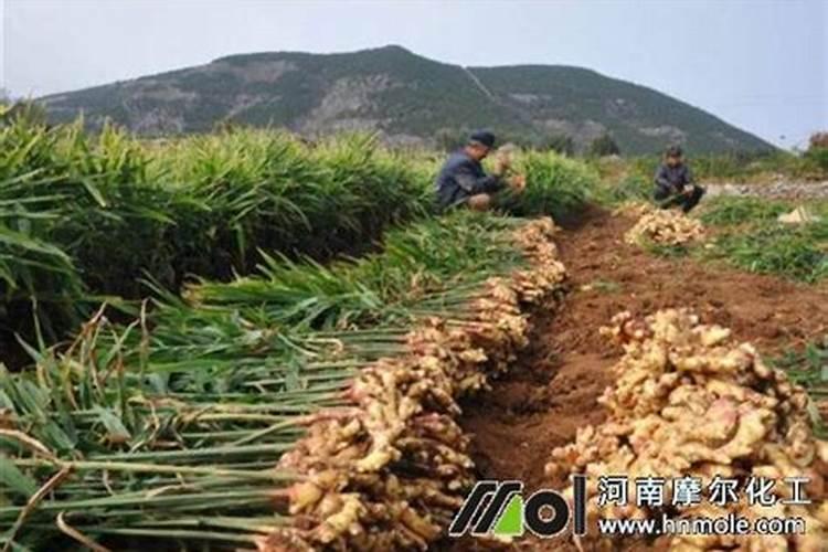 黄腐植酸叶面肥对蔬菜瓜果有什么实际应用效果