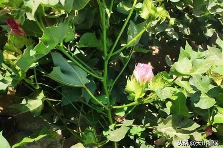 8月份棉花开始喷钾,棉花喷钾有哪些用？