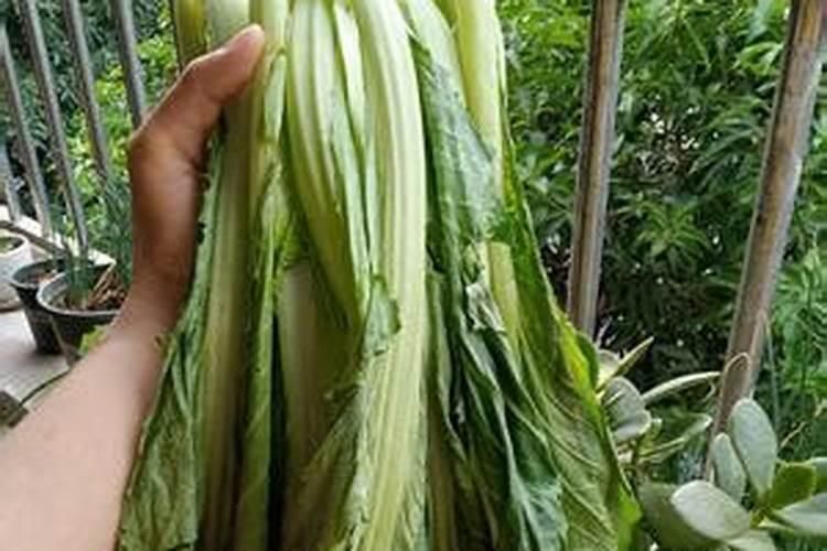 植物施肥过多怎么办