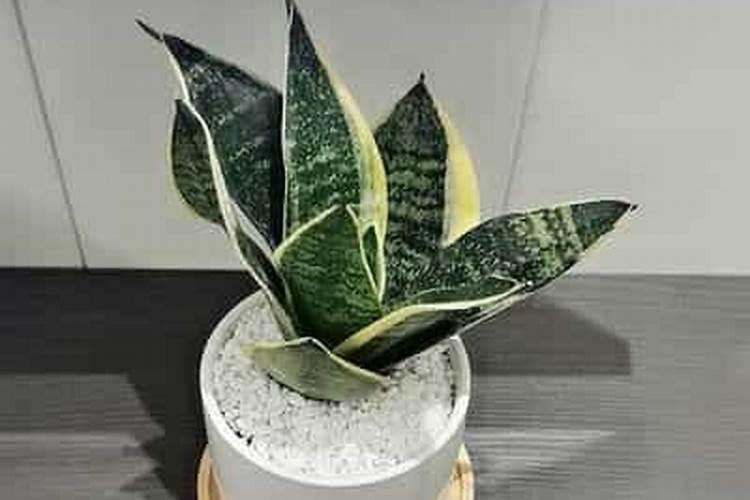 虎皮兰用什么浇水疯长不止