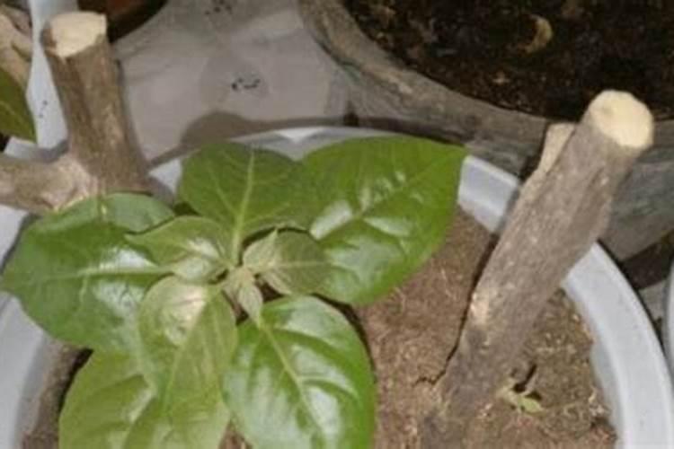 宝莲灯花怎么养 宝莲灯花的养殖方法和注意事项