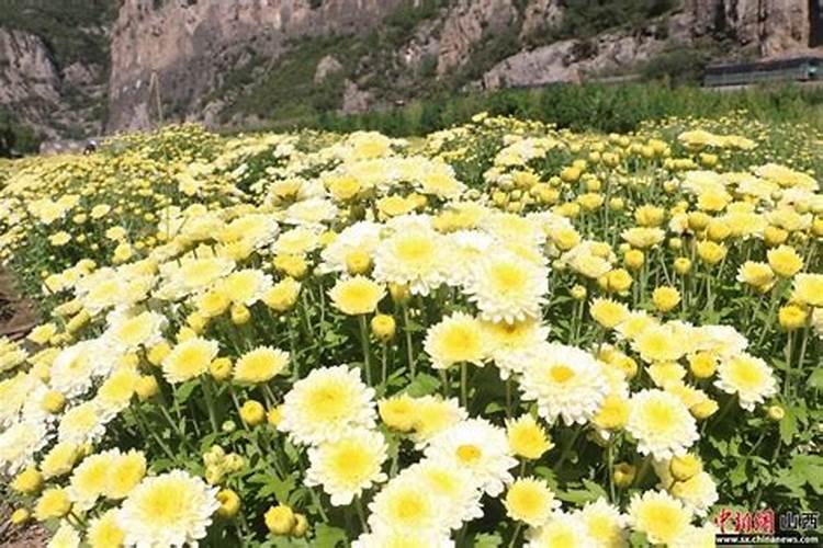 菊花怎么施肥