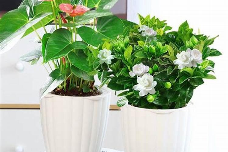 室内花卉用什么肥料