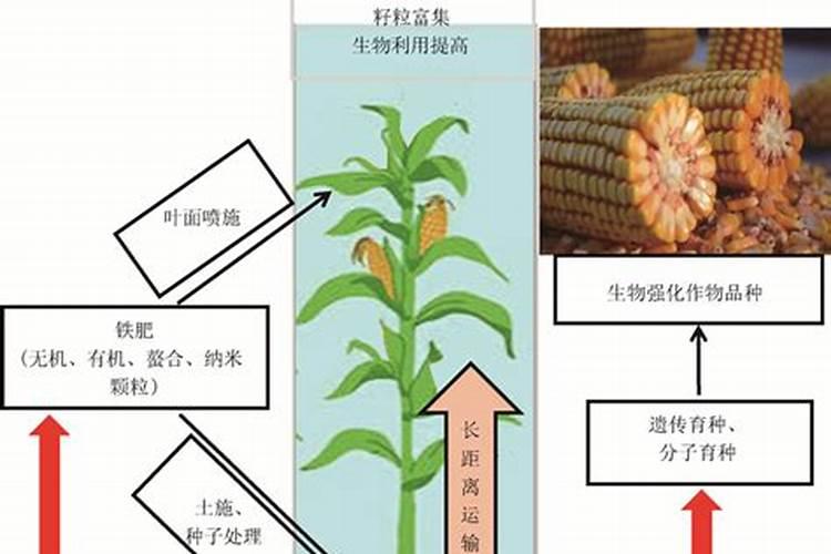 昙花施什么肥料