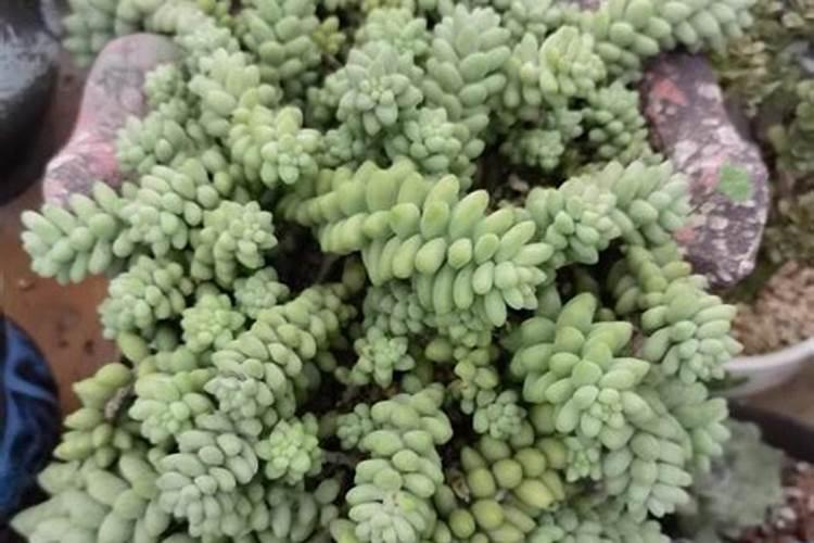 多肉的肉用什么肥料最好？