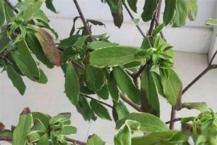 ‘金边瑞香’怎么盆栽？怎么养好？我的有点枯叶怎么办？