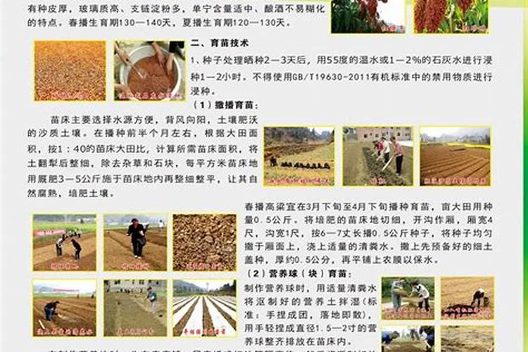 高粱用什么肥料好？