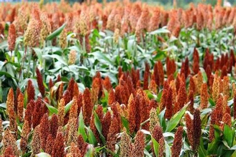 高粱移栽后几天施肥？