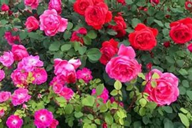 月季花冬季如何施肥效果最好,月季花怎么施肥比较好