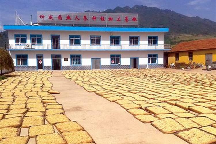 广西柳州附近哪有农村种植辣椒